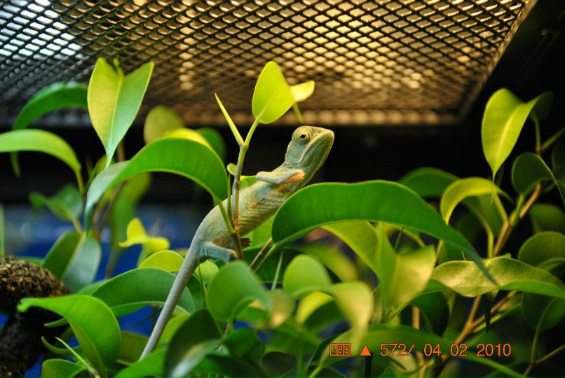 Эльвира Грицкевич | Подольск