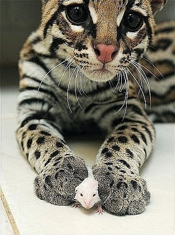 №78, Маргарита Васильева №78, Маргарита Васильева