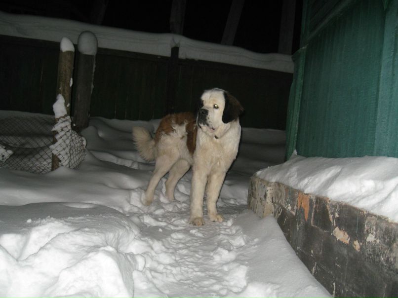 Ванек Петрикей | Чернигов