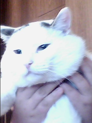 №8, Максим Соколов №8, Максим Соколов