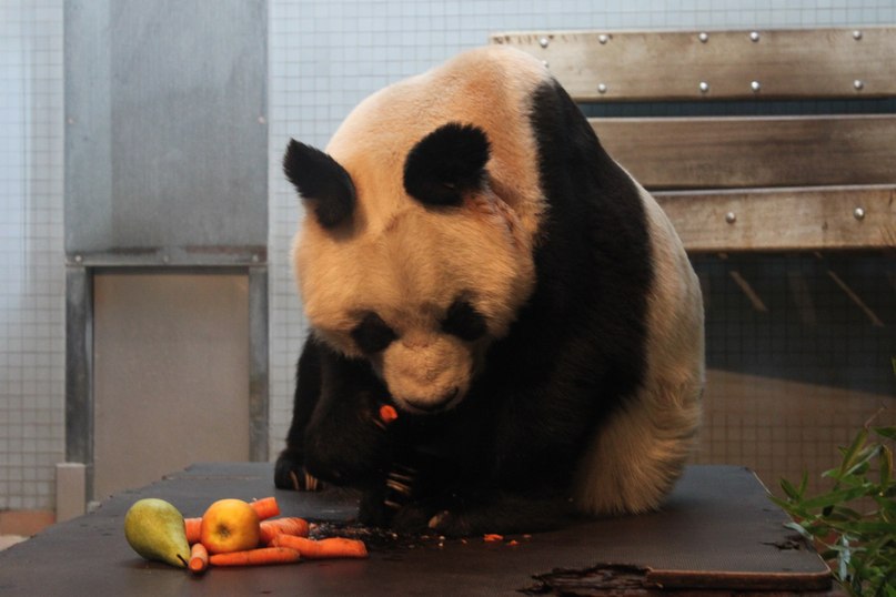 Александр Земченков PANDA | Москва