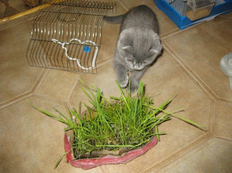 Анжелика Антошкина-Дячок | Сумы