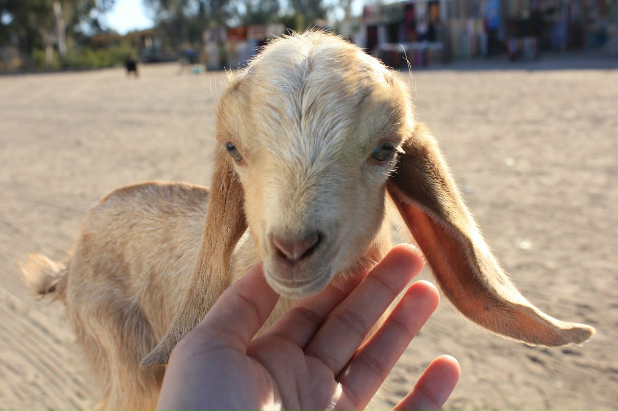Елизавета Налбандян | Краснодар