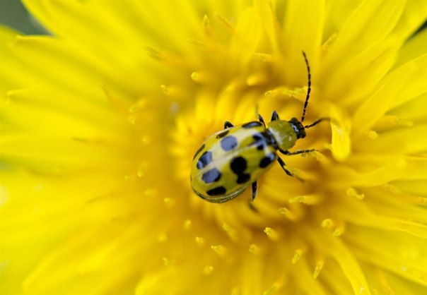 Тамара Чебанюк | Измаил