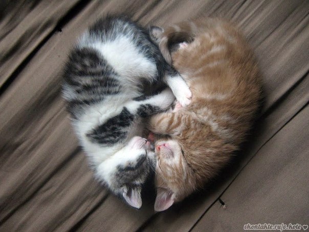 №12, Диана Варгузина, 1.10.1995 №12, Диана Варгузина, 1.10.1995