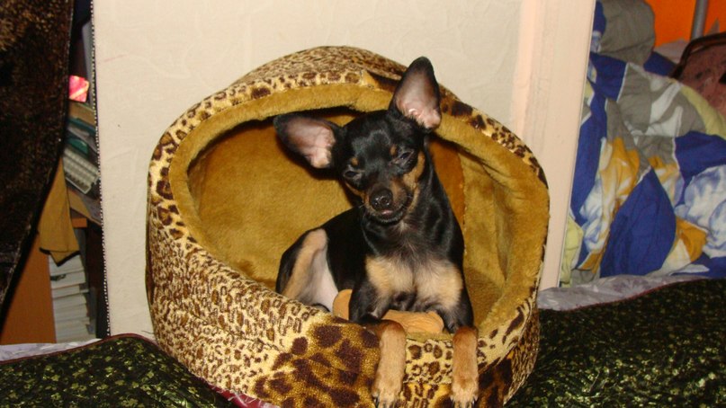 Кристина Шаманина -ГУПИК- | Москва