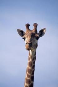 Людмила Симанова-Черных | Мурманск