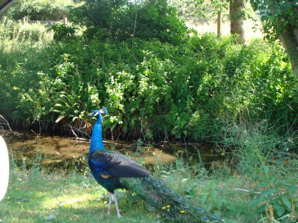 №5, Елена Матушко №5, Елена Матушко