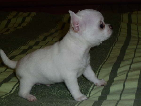 №104, Елена Кунец, Санкт-Петербург №104, Елена Кунец, Санкт-Петербург