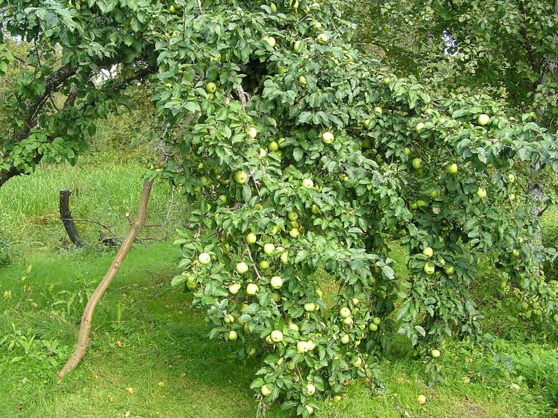 Надежда Желондзь | 