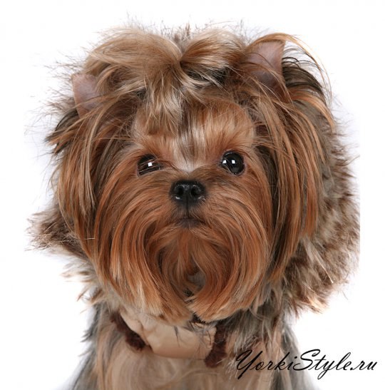 Кристина Асатрян | Киев