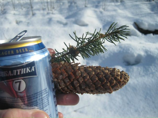 №15, Александр Никитин №15, Александр Никитин