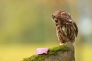 Фотография Игнатенко Катрины