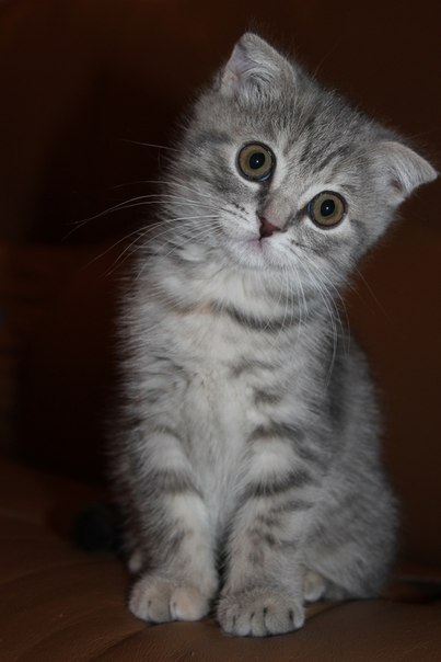 Наргиз Давлатова | Самара