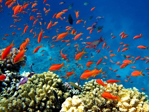 Евгения Сосновская | Санкт-Петербург