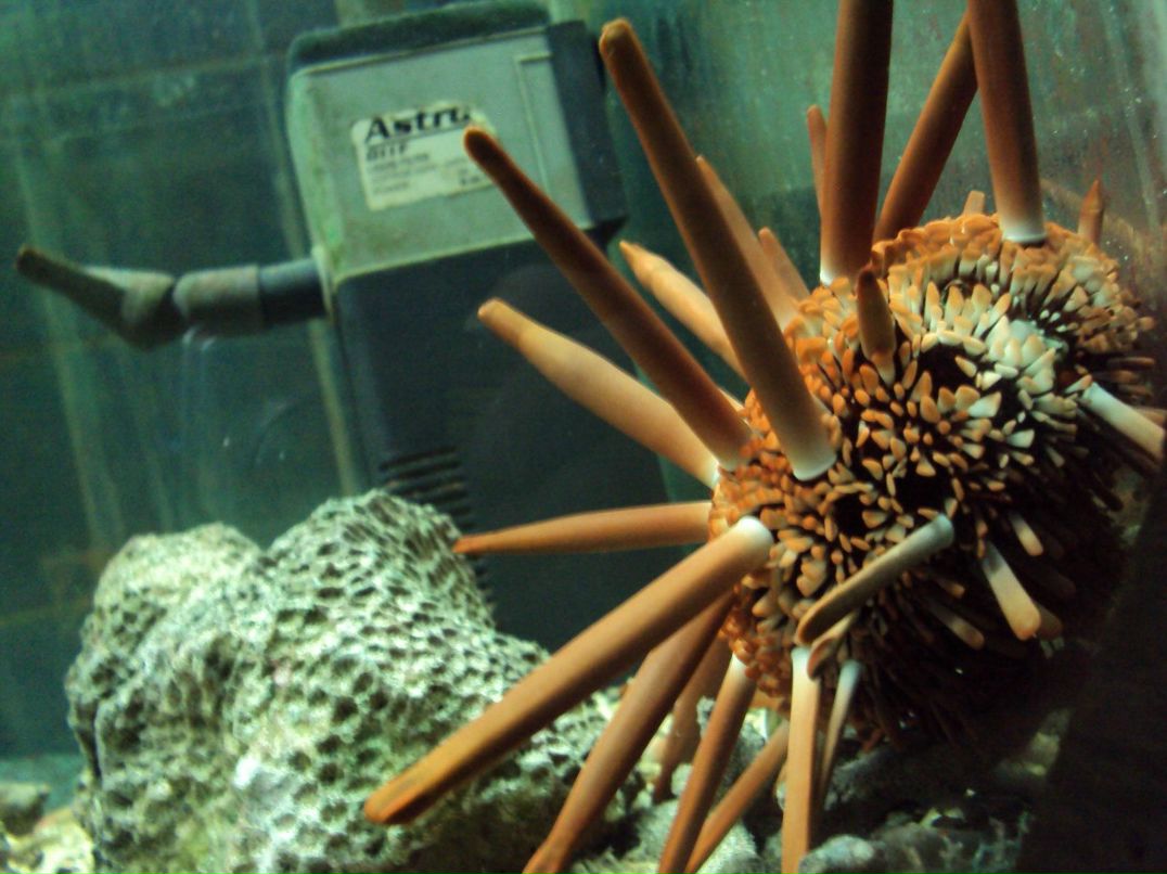 Любовь Потанина | Нижний Новгород