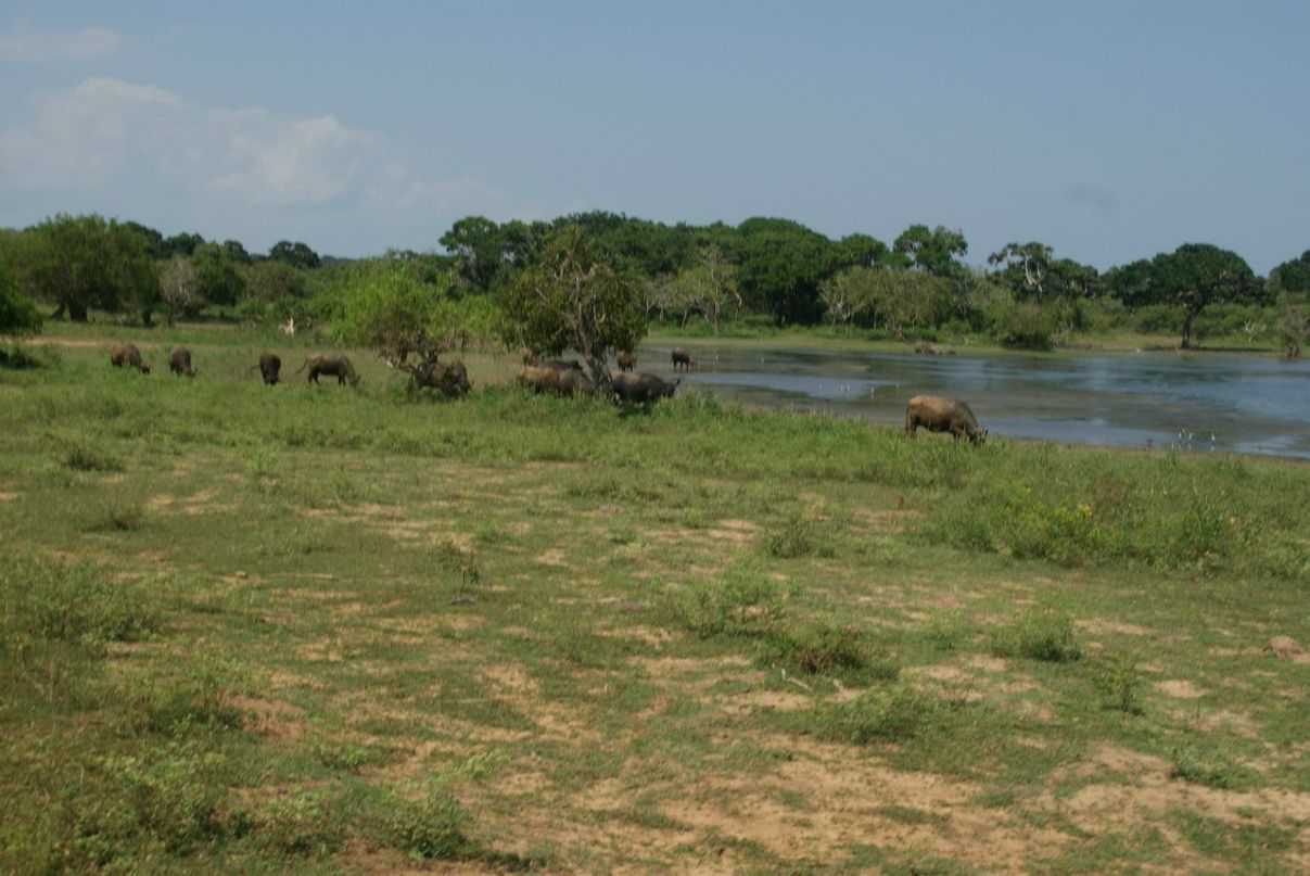 Иван Градинаров | Санкт-Петербург