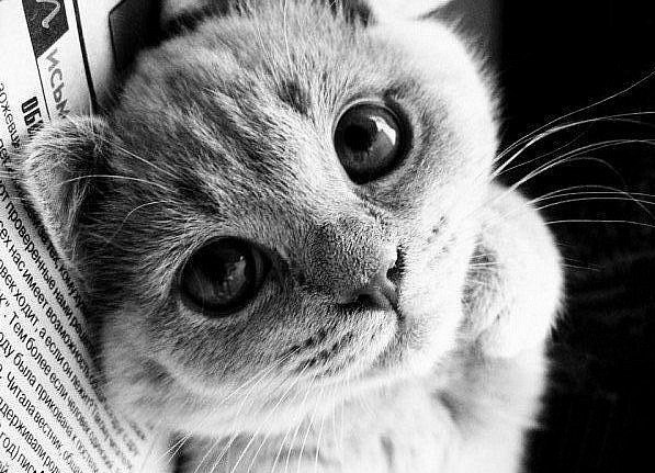 Сара Голденберг 山村貞子 | 