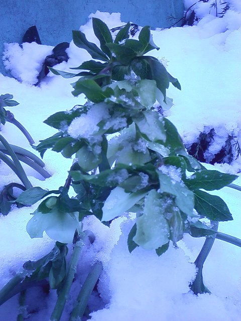 Ирина Макарова | Сочи