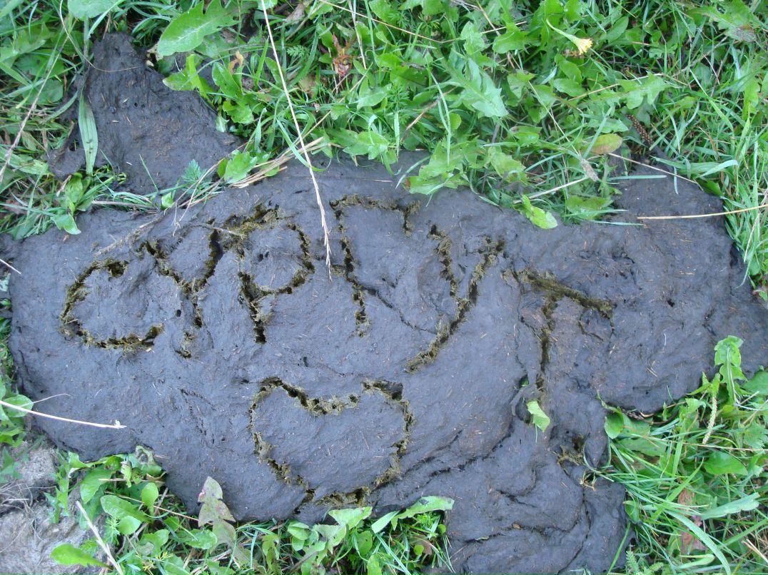 Елена Шклярик | Сургут