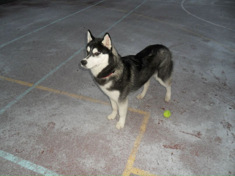 Сластёна Шоколадкина | Москва