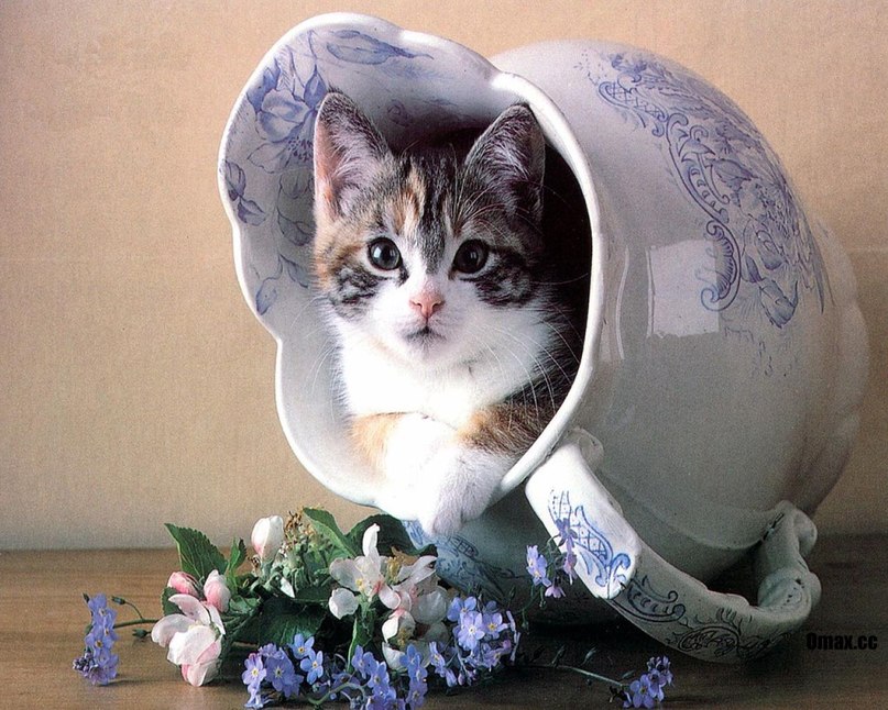 Ксения Ивакина Алексеевна | Тюмень