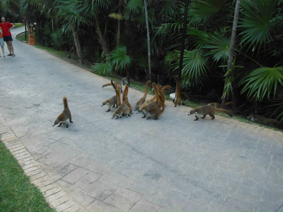 Тарас Пігура | Chicago