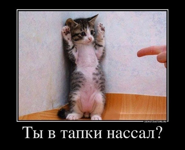 Шурик Каменских | Житомир