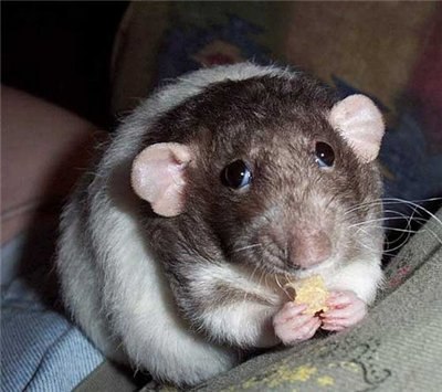 Альбина Струсевич | 