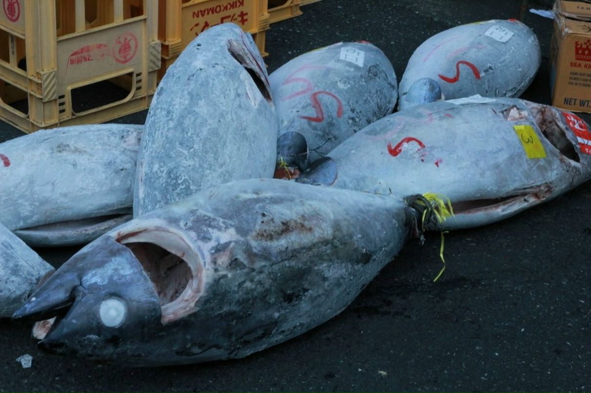 Oksana Pleshkova | New York City