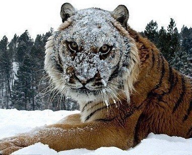 Николай Карелин | Новосибирск