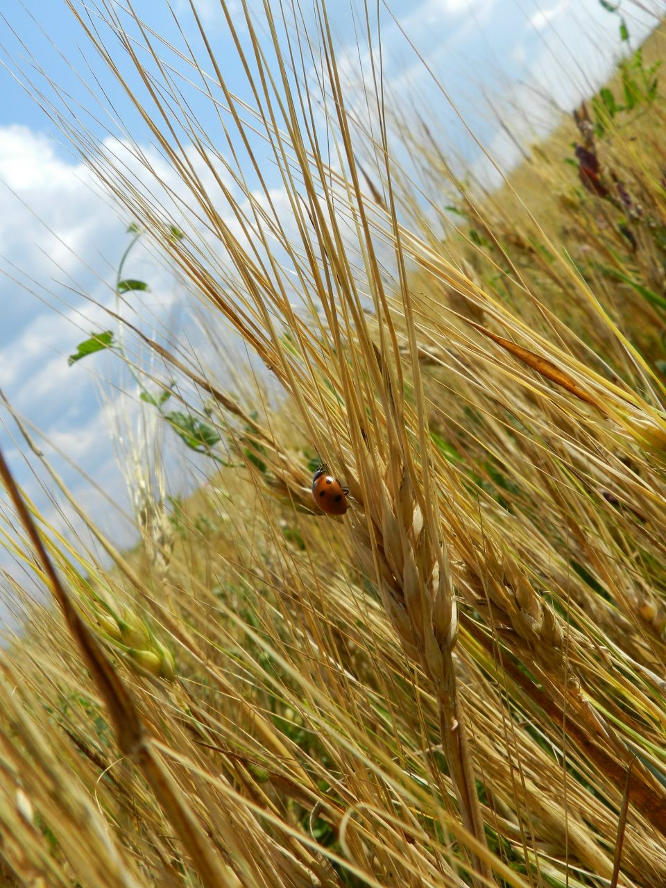 Анна Семёнова | Воронеж