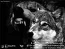 Wild Chechen, , 