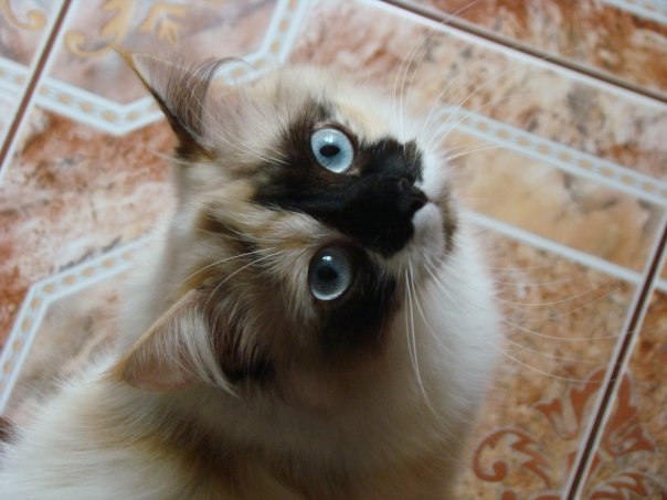 Камилла Несен | Киев