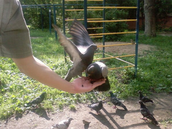 №6, Виктор Юрич №6, Виктор Юрич