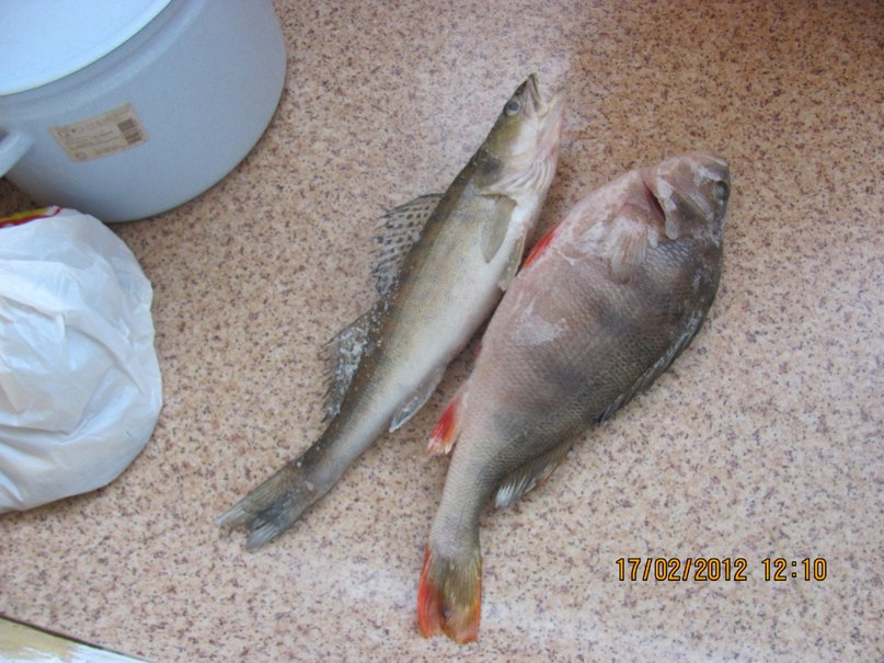 Николай Толмачёв | Пермь