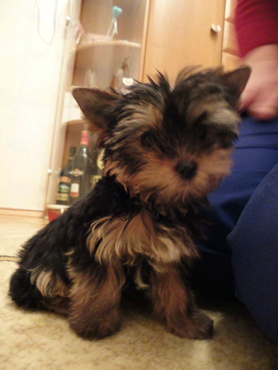 Элла Сушицкая | Минск