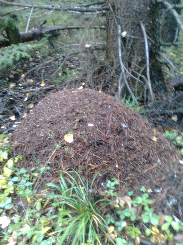 Иван Чигарев | Пермь