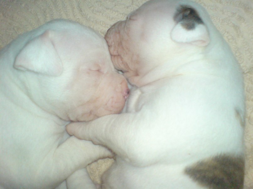 Жека Раджабов | Киев