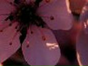 Женечка Великая | Одесса