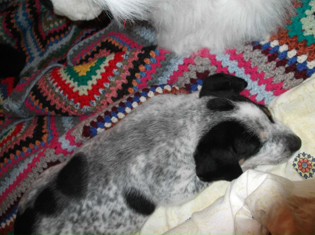 Кристина Шкиль | 