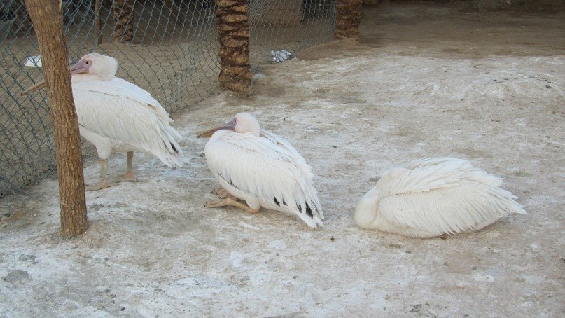 Павел Михалёв Николаевич | Правдинский