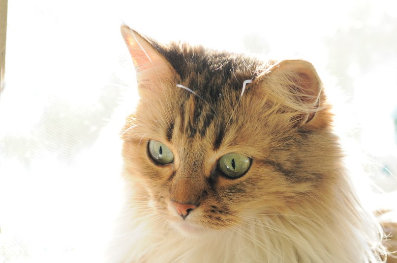 Алексей Шаталов Григорьевич | Москва