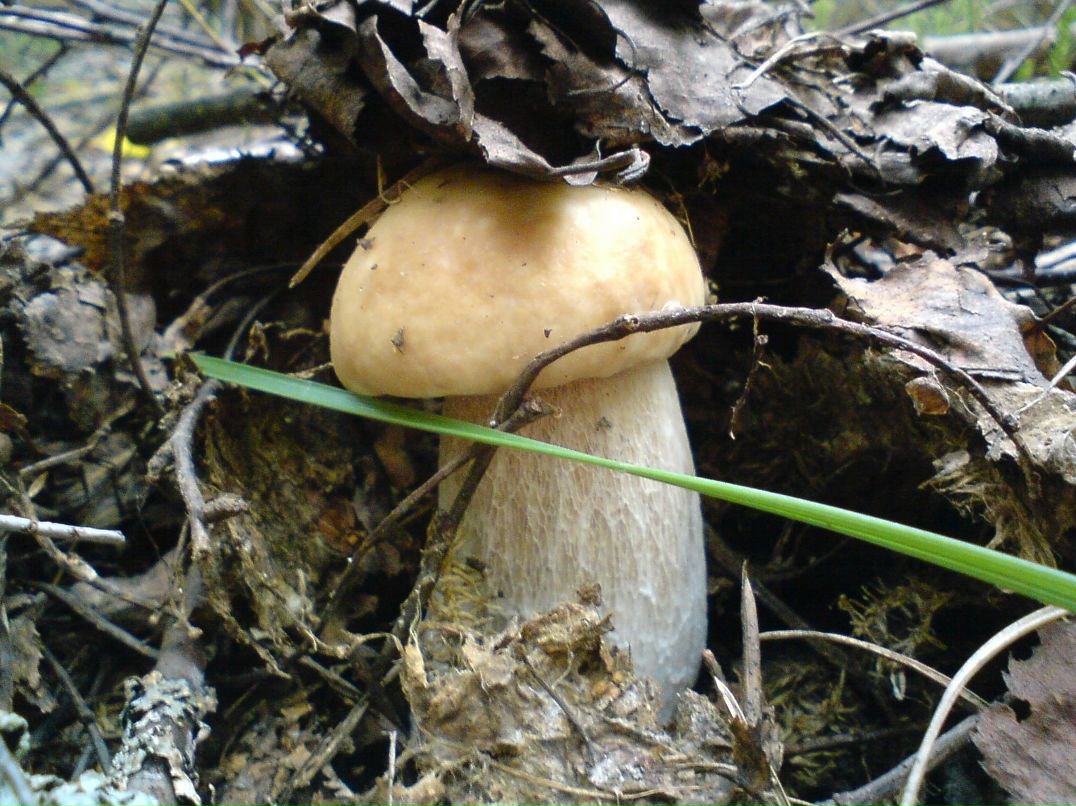 Алексей Бушай | Чернигов