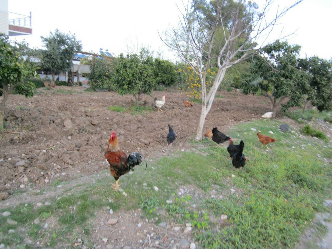 Александр Комаров | Иваново