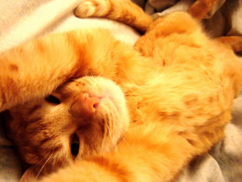 Дмитрий Бугаев | Севастополь