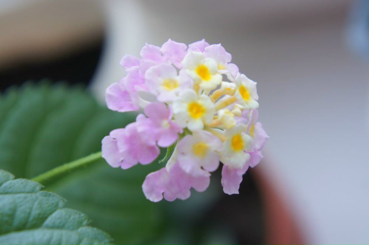 Ольга Арцимович | Томск