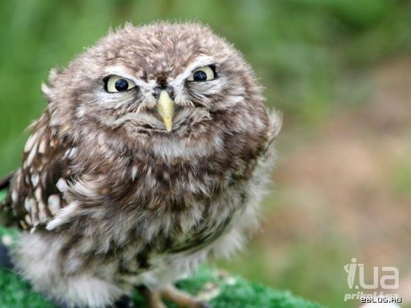 Анатолий Мартыновский folko | Молодечно