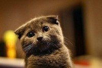 Юличка Воронова | Мукачево