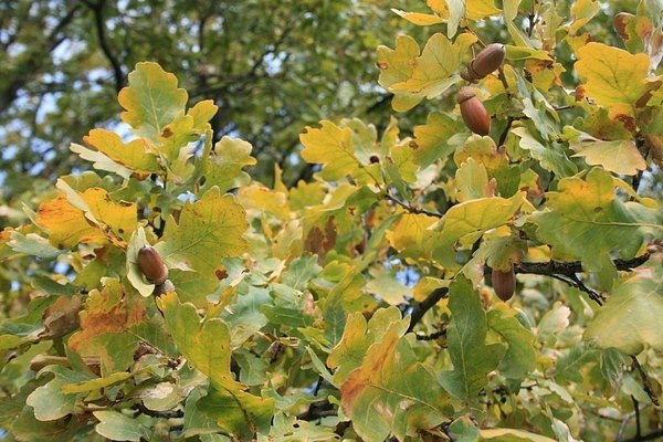 Денис Карасев | Чертково